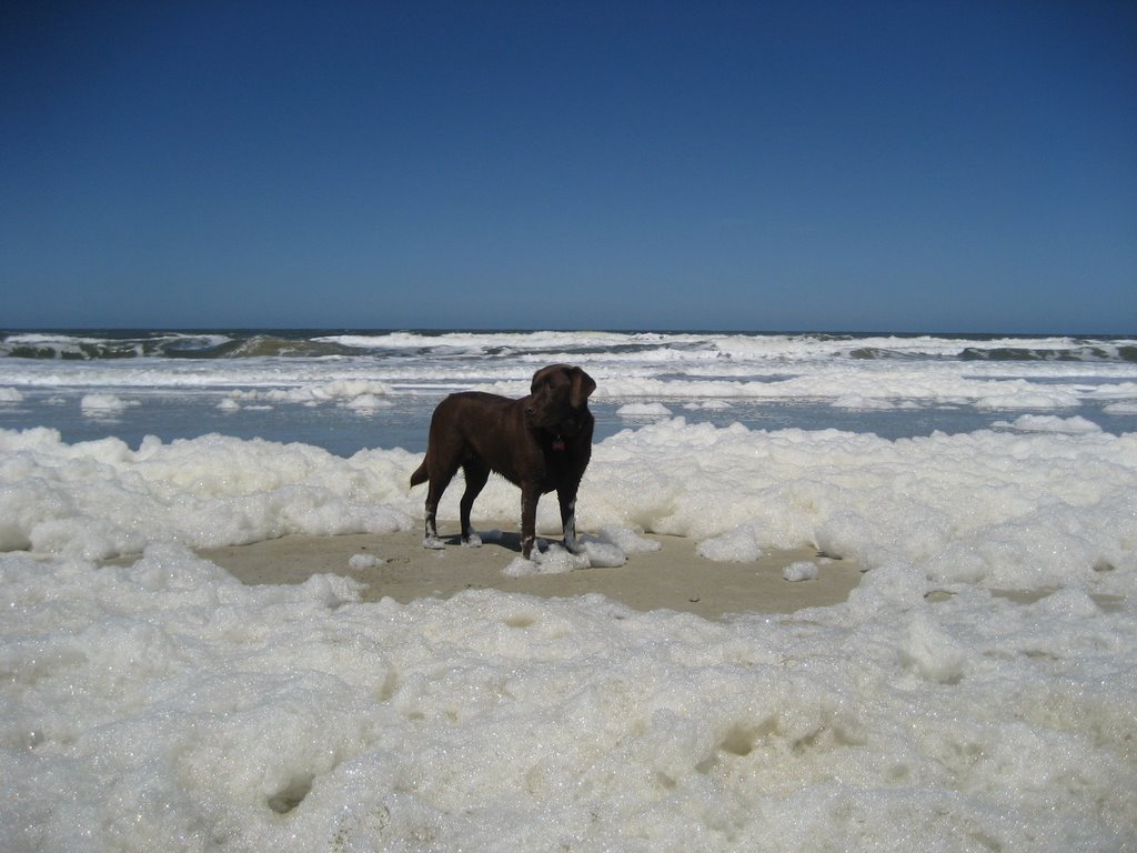 Sam op Schiermonnikoog by CeesvandeGrift