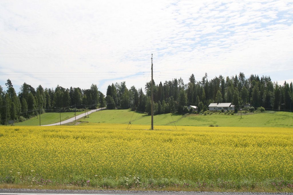 Juupajoki, Rapeseed Field And Road To The Church, 19 July 2009 by Johanan Järvinen