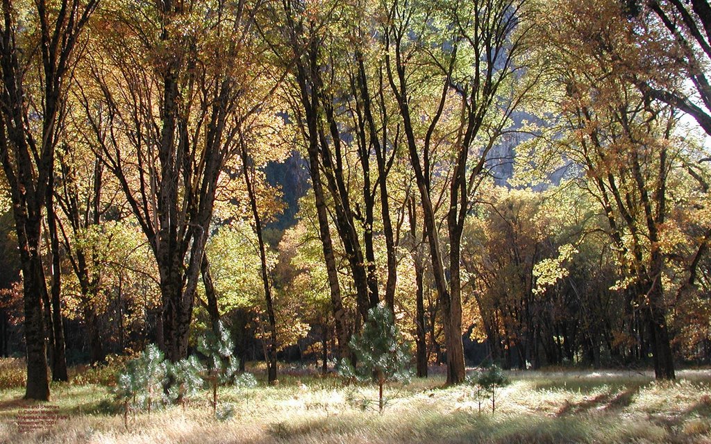 Trees and Shadows, Fall, El Capitan Moraine by Chip Stephan