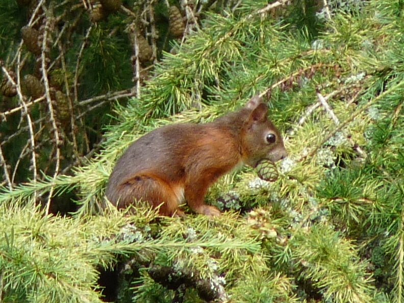 Klosterreichenbach, Black Forest munching squirrel by SammySambo76