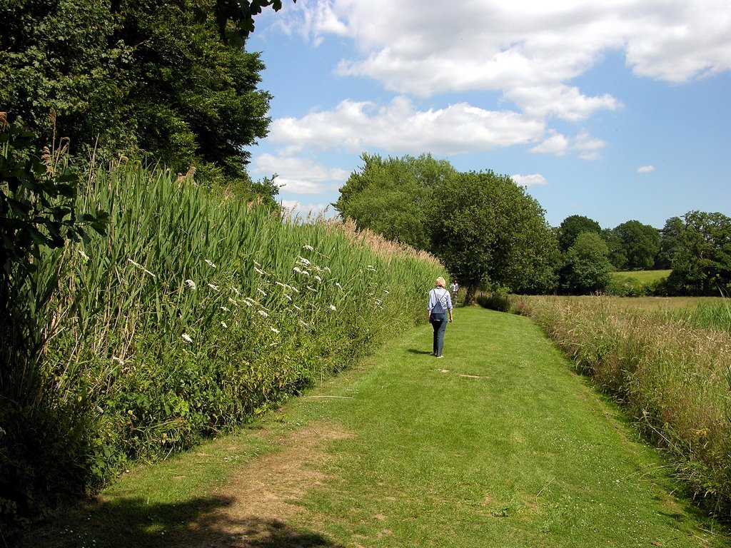 Reed Bed walk by DAVID ROBINS