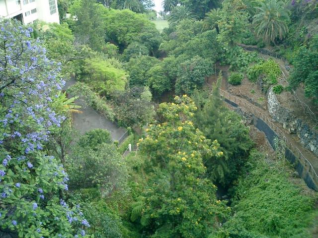 Funchal - jardin by carmen63