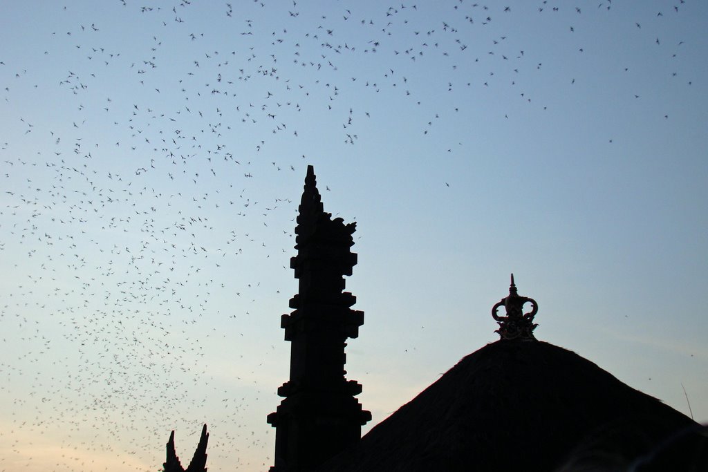 Bats in the air after sunset by Max Melgaard