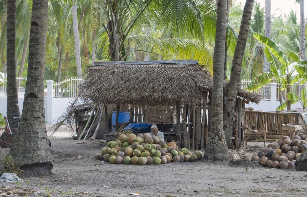 Coconuts for sale on Bantayan Island by Jdylan