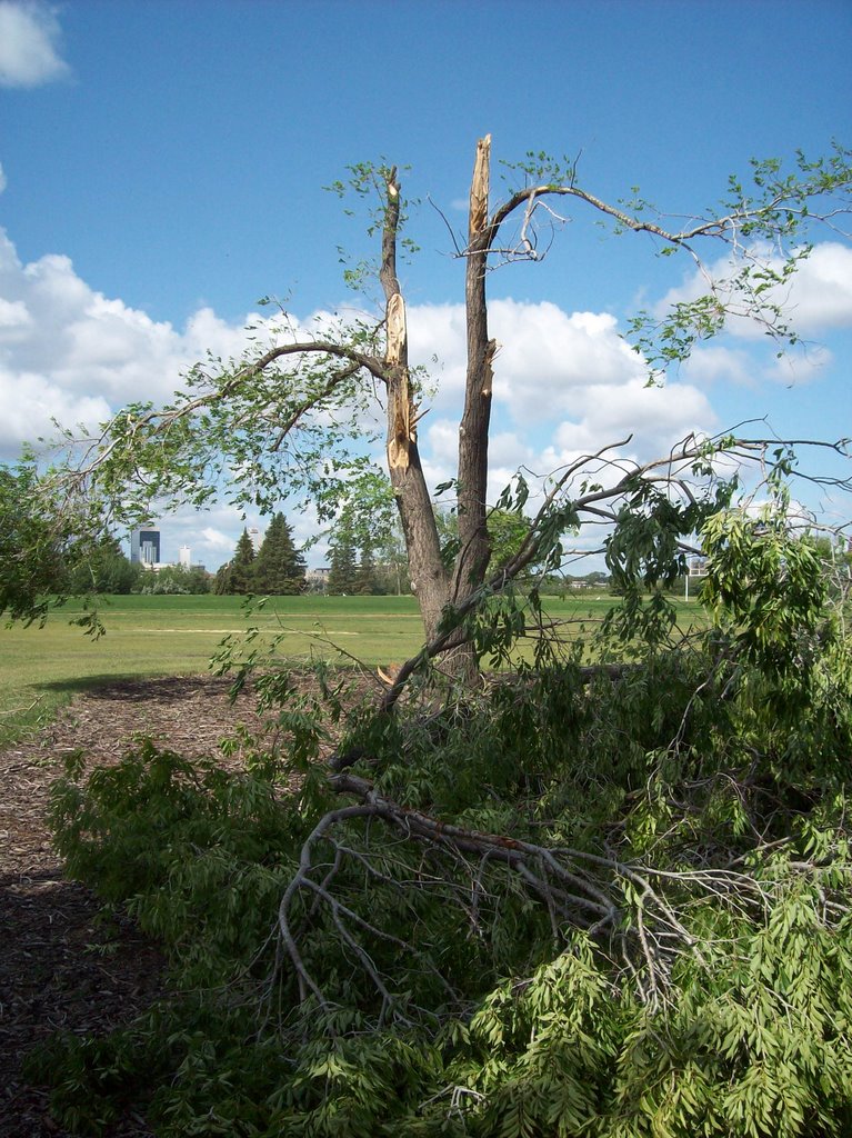 Tree damaged by wind 104 Avenue and 84 Street by dr lattice