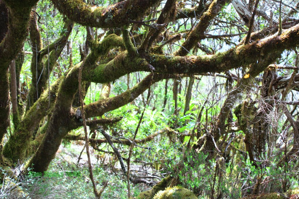 PARQUE NACIONAL DE GARAJONAY - LA GOMERA by Paco Roldán Arjona