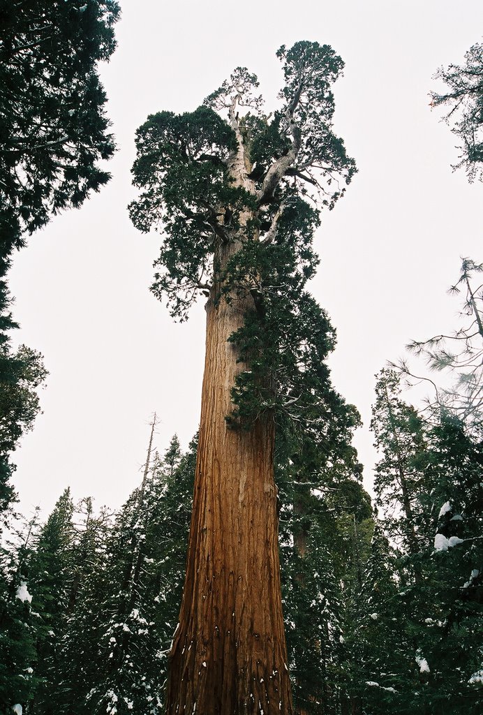 General Sherman Tree by Tom-son