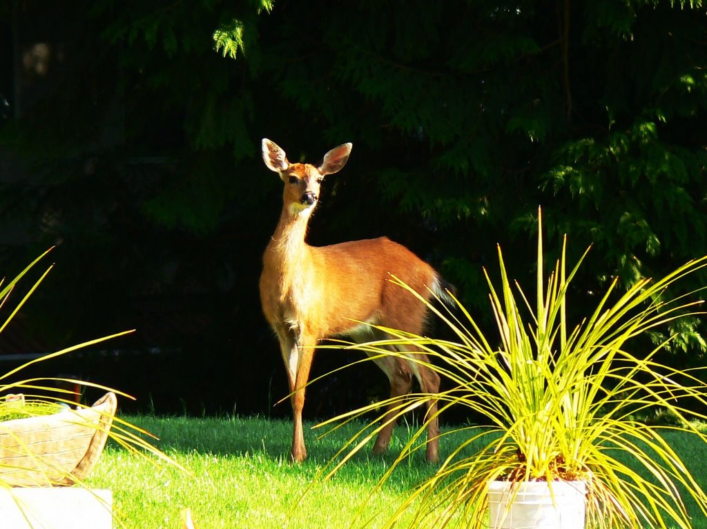 Black-tailed deer doe, Saanich, Victoria B.C. July 2009 by Brian B16