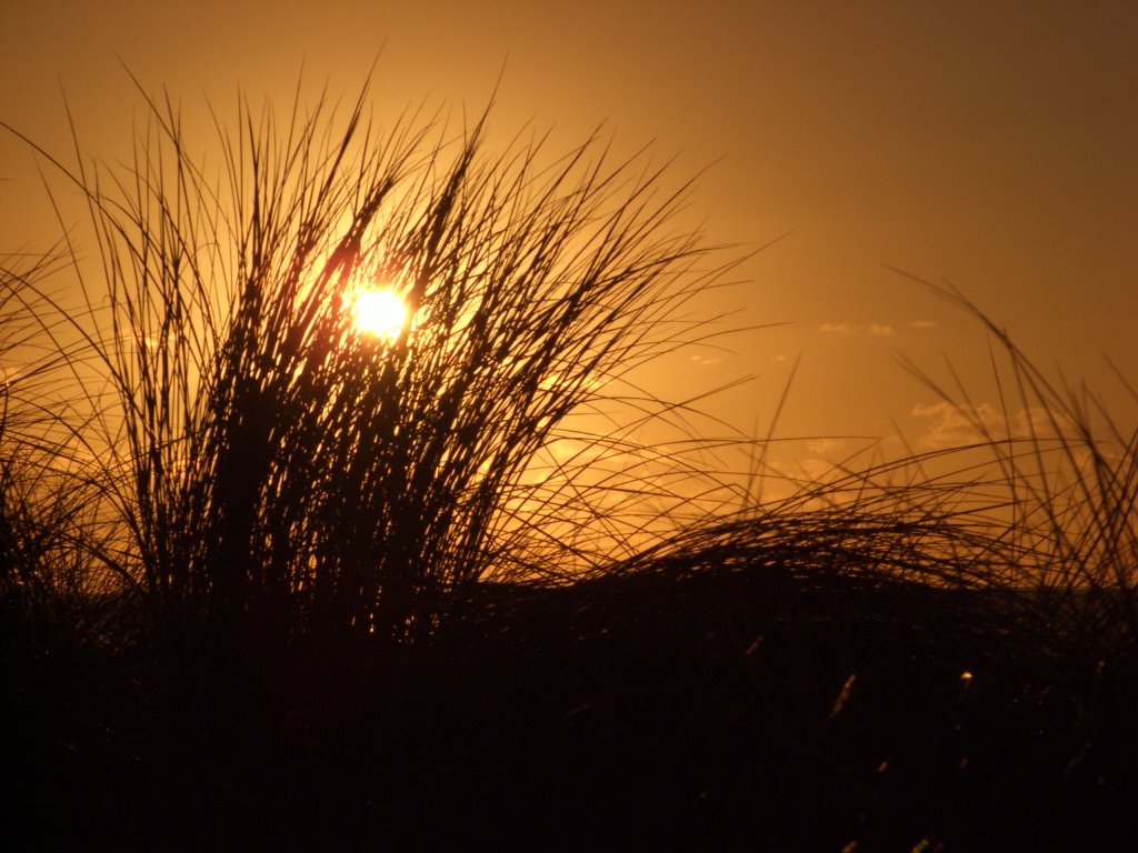 Sunset through the sea grass by cheeky-monkey29