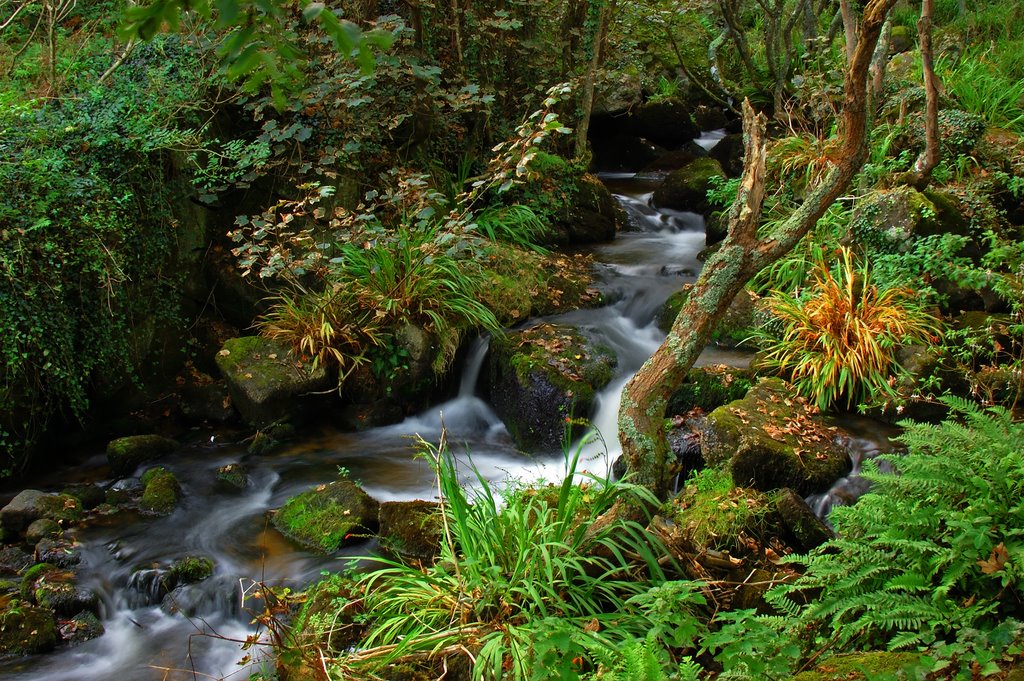 Stream that runs down through Lamorna valley to the cove by Chris Scaysbrook