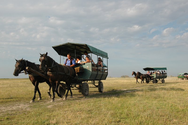 Tourists in Hortobagy by Louis-Michel Désert