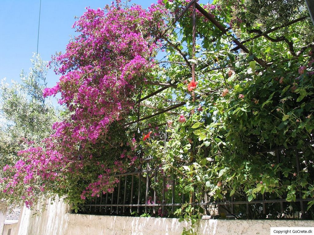 Makrilia flowers on street by olegroenlund