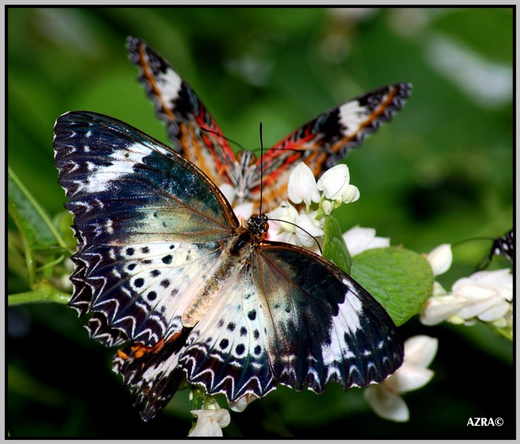 Butterfly @ Teluk Bahang butterfly farm by Al Islah