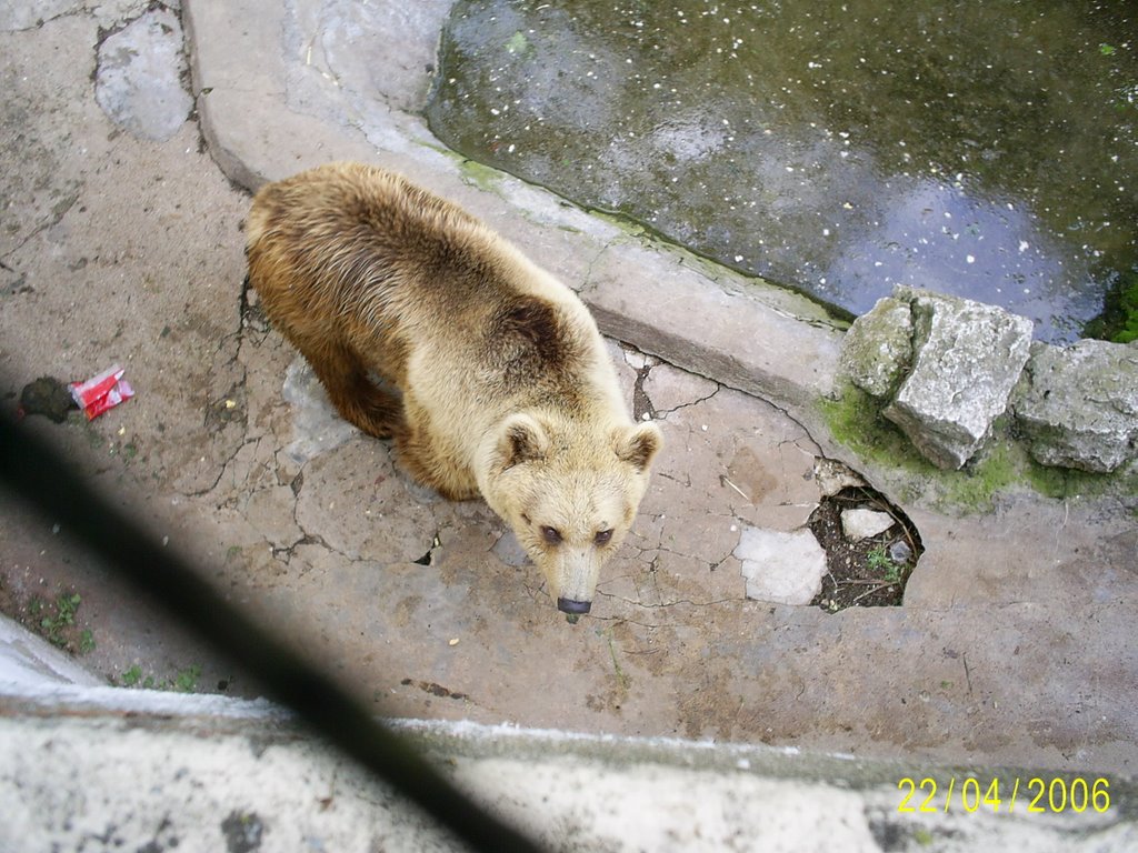 Zoopark - Bear by kunchev