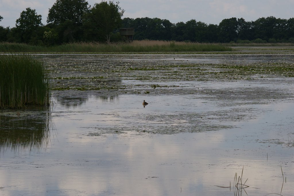 Etang des Landres près du Lac du Der by H.Vanaquer