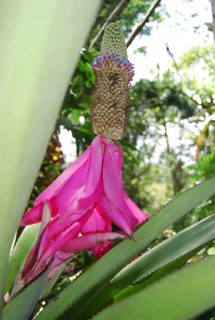 Lancaster Garden, Cartago by Markus Schaefer