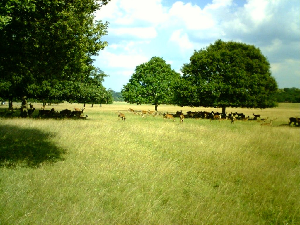 Deer in Richmond Park, UK by lumpic