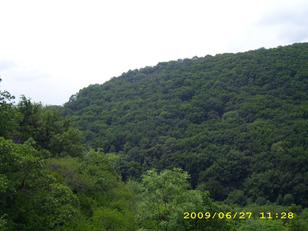 Forest in Smolenice by Jurino