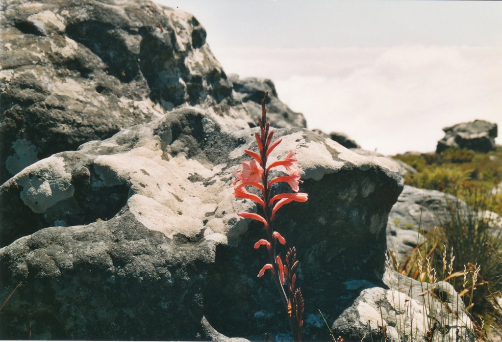 Fiori tra rocce e nuvole by giu70