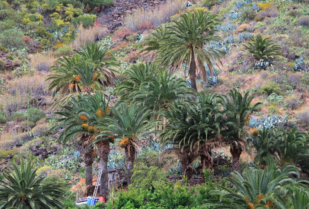 ISLA DE LA GOMERA by Paco Roldán Arjona