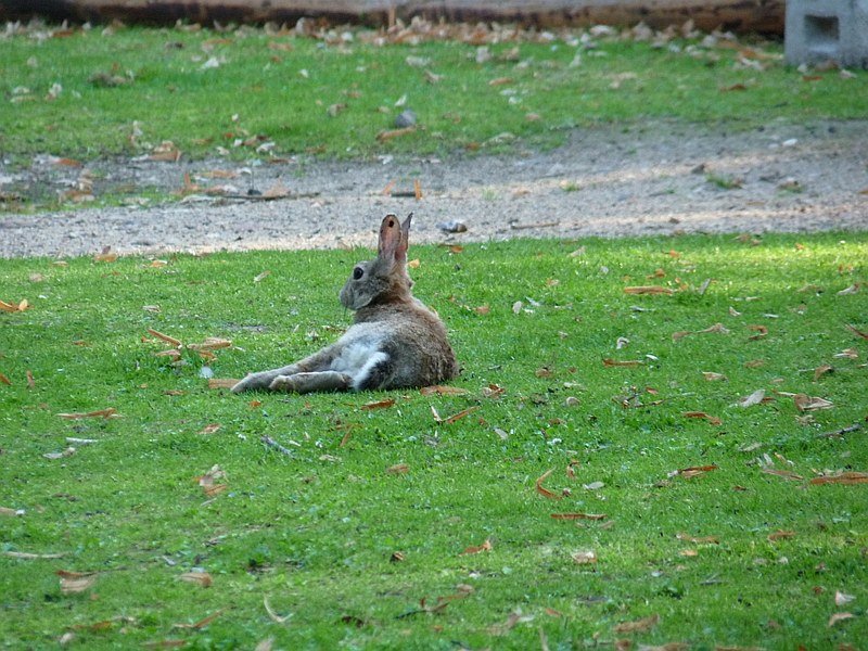 Frankfurt: Bunnies in the City by likealightbulb