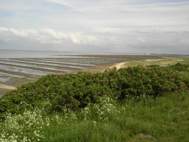 Keitum - Blick auf Morsum-Kliff by flaschko