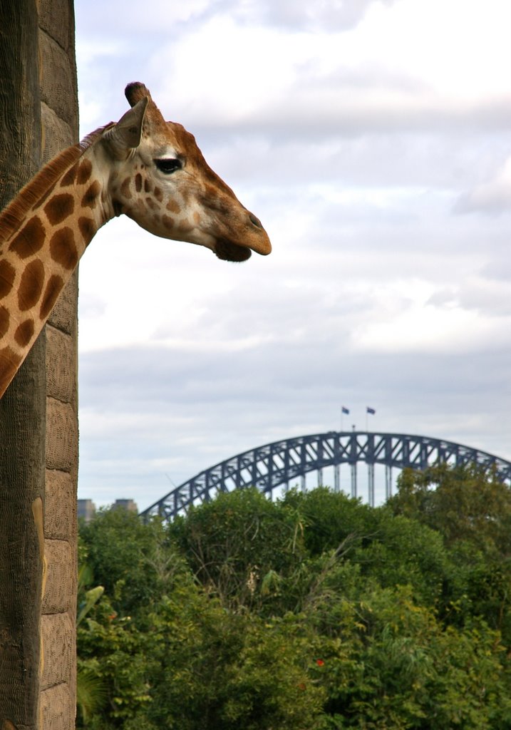 "I have this view everyday", Taronga Park Zoo, Sydney by snucklepuff