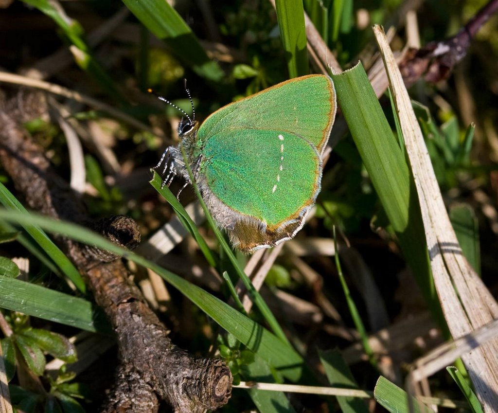 Green Hairstreak, Thècle de la Ronce, Grüner Zipfelfalter, Groentje (Callophrys rubi) by Erik van den Ham