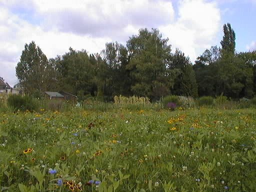 Les hortillonnages, champ de fleurs by SLaurent