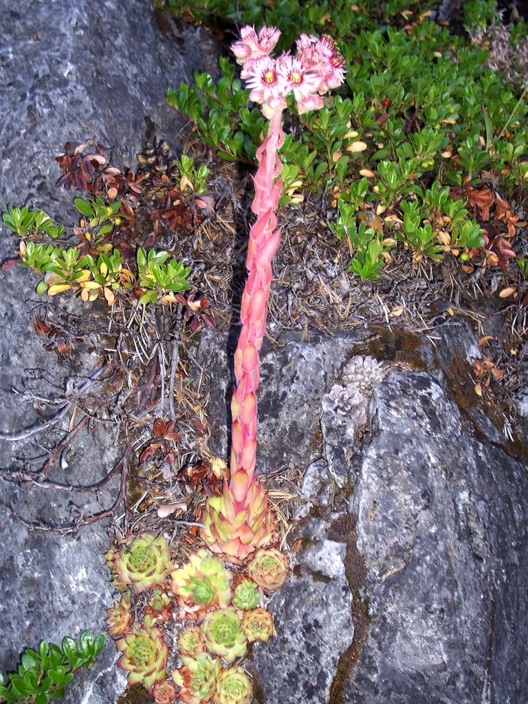 Briançon - Via Ferrata Croix de Toulouse by salvatore53