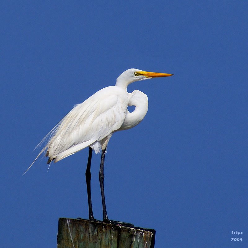 GREAT EGRET by tsiya