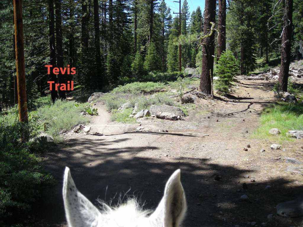 Tevis Trail underneath powerline corridor by Robert Sydnor