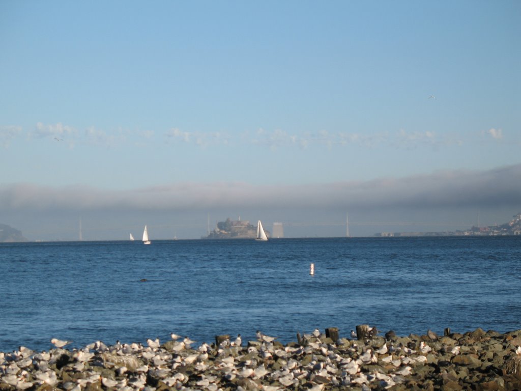 Alcatraz in the Distance, San Francisco Bay by SelinaLaw@aol.com