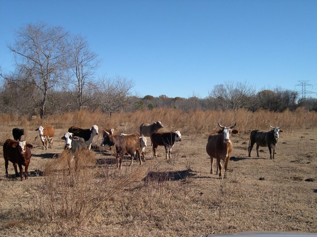 Cows by Joshua Willis