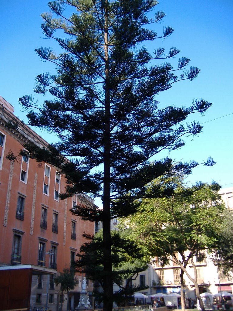 Arbre de la plaça Vila de Madrid by Carles Alemany ©