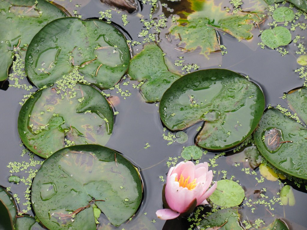 Lily Pads by Todd Stahlecker