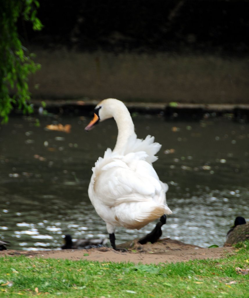 Shake your tail feather by deespics