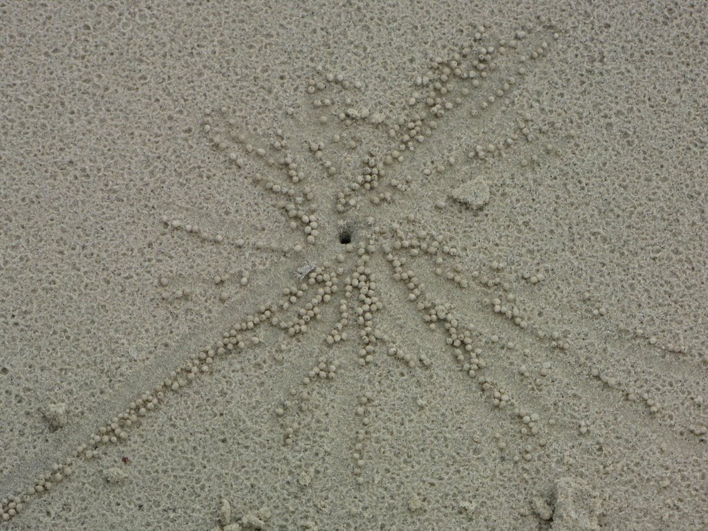 Paterns of a crab digging a hole in the sand by Jørgen Erik Jørgense…