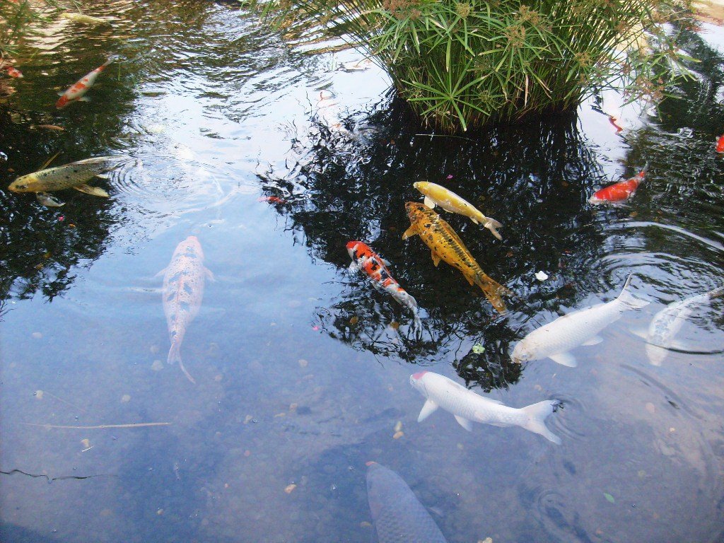 Coy fish at fashion island mall by orangecounty60