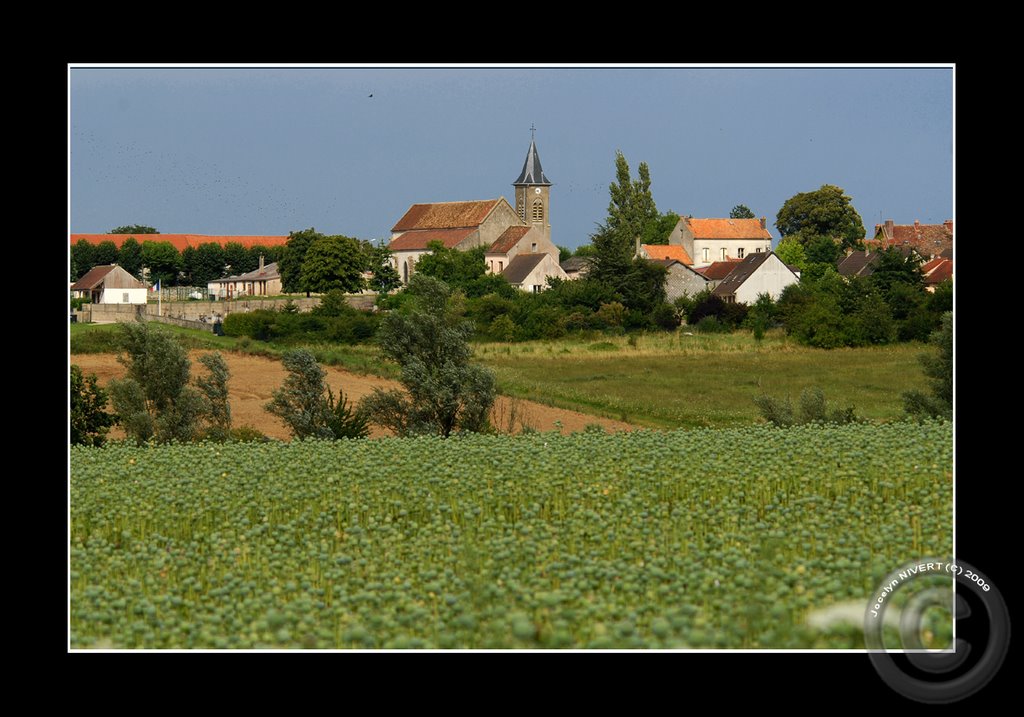 Champ de pavots by NIVERT Jocelyn