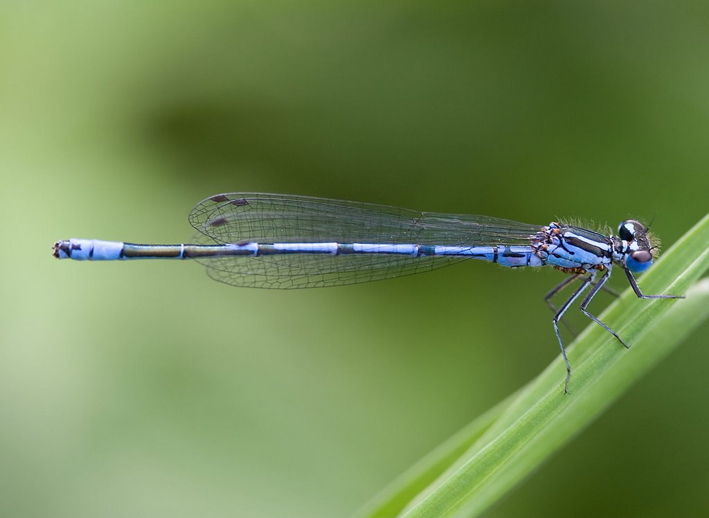 Azure Damselfly, Agrion Jouvencelle, Hufeisen-Azurjungfer, Azuurwaterjuffer (Coenagrion puella) by Erik van den Ham