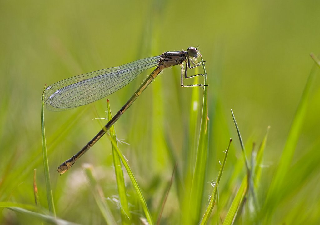 Azure Damselfly, Agrion Jouvencelle, Hufeisen-Azurjungfer, Azuurwaterjuffer (Coenagrion puella) Female by Erik van den Ham