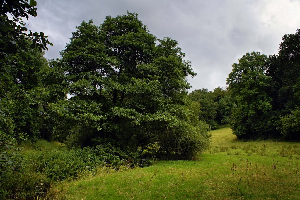 Little Dart River, Yeo Copse near Witheridge. by andrewhead