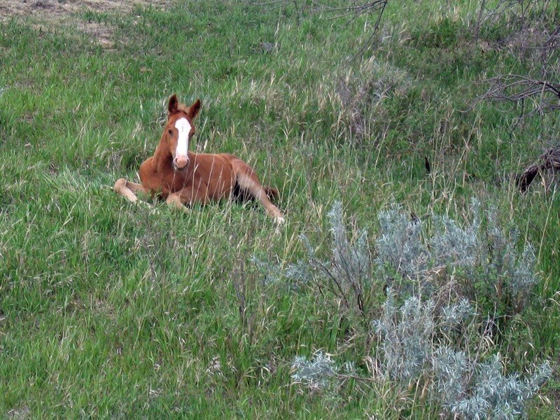 Wild Colt Theodore Roosevelt National Park by JohnBerthold