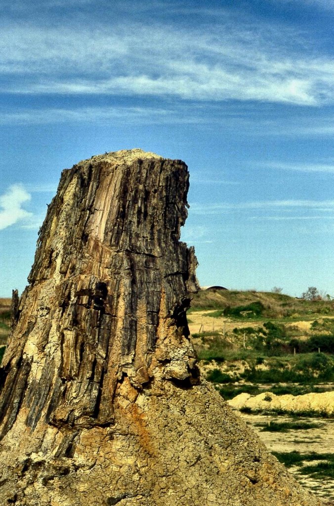 DUNAROBBA. Foresta Fossile by Roberto Tomei