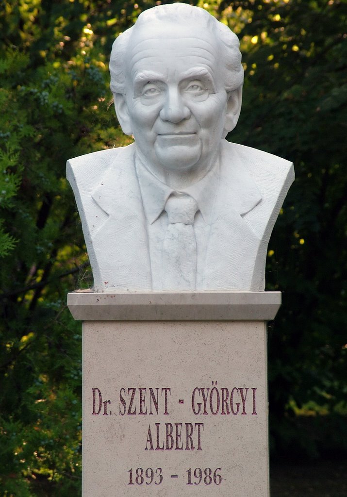 Dr. Szent - Györgyi Albert (Gyopárosfürdő) by BullPuP