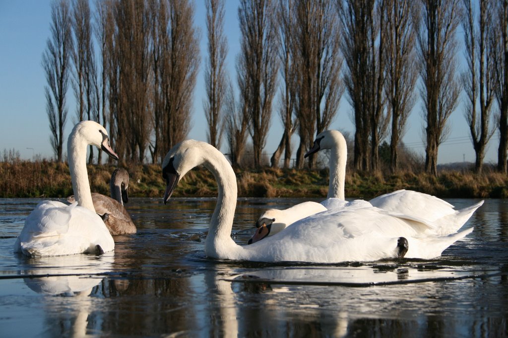 Swans breaking ice by markpalmer