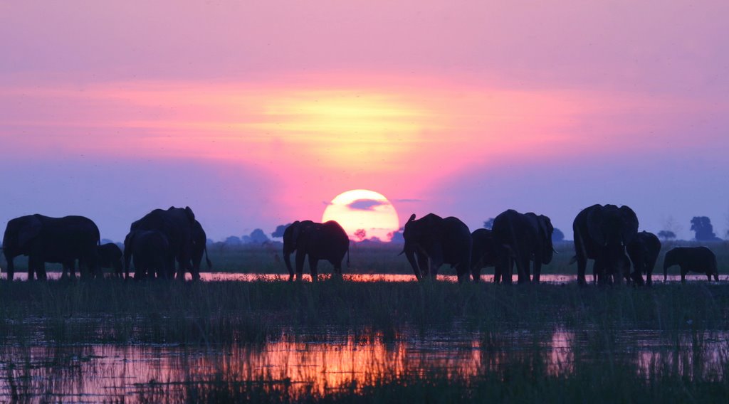 Sunset on Chobe River by shamie