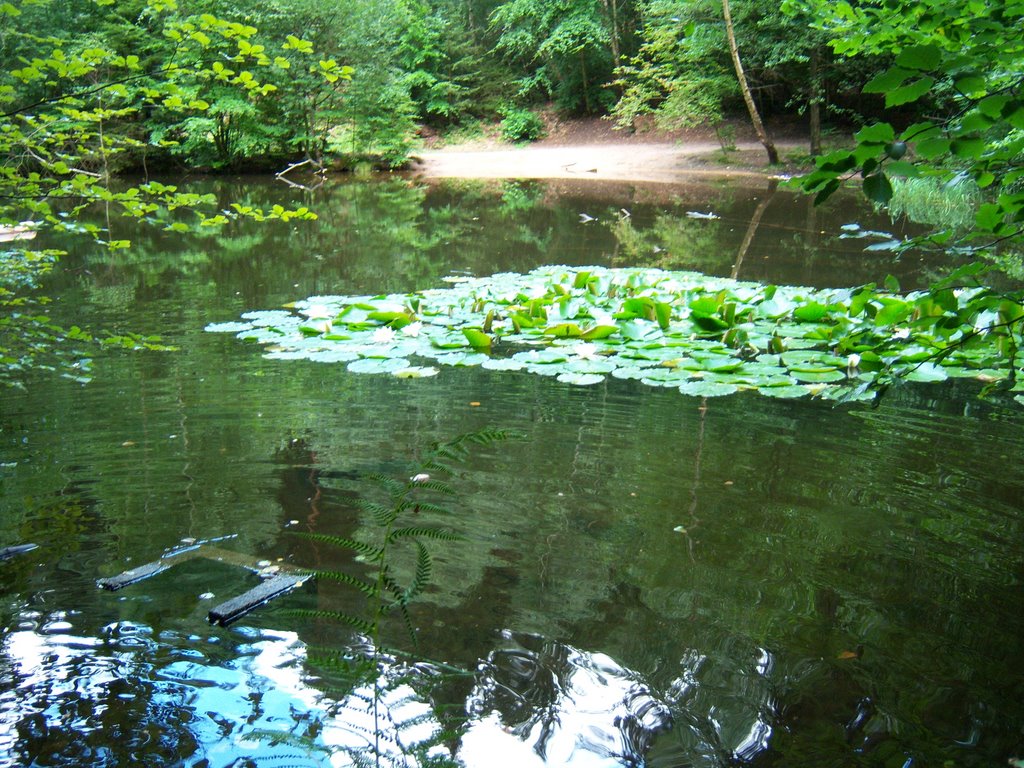 Kleiner Weiher oberhalb des Bärenlochs mit Seerosen by Katweasle