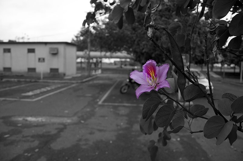 Bauhinia by felipemr